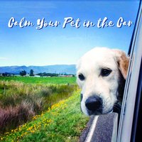 Relaxing Car Ride - Pet Relax Academy
