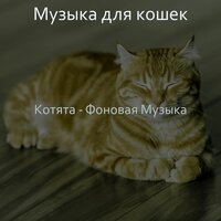 Мечты (Котята) - Музыка для кошек