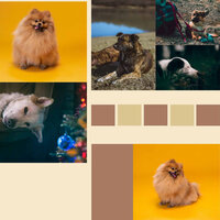 Bright Backdrops for Dog Anxieties - Casual Music for Dogs