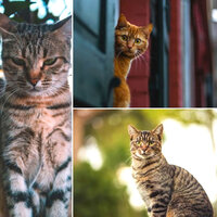 Suave Calming Kitties - Music For Cats