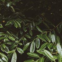 Holy Rains - Lluvia & The Rain Library & Loopable Rain