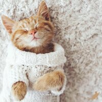 Background Pet Music - Jazz Music Therapy for Cats