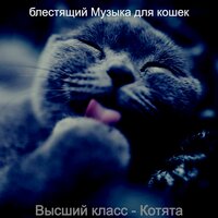 Атмосфера (Котята) - блестящий Музыка для кошек
