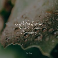 Birds by a Creek - Rain Sounds Nature Collection & Pro Sounds of Nature & Sleep Waves