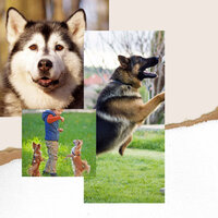 Exciting Moods for Calmed Puppies - Música Relajante para Perros