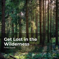 Walk Around the Forest - Ambient Forest & Forest Sounds & Rainforest Sounds