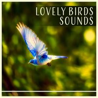 Sun Forest - Calm Singing Birds Zone