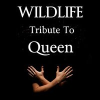 Flash - Wildlife
