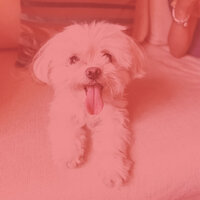Modern Ambiance for Cute Dogs - Music for Leaving Dogs Home Alone