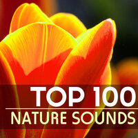 Trust in Me - Nature Sounds Spa Therapy