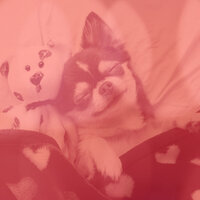 Spectacular Sleeping Dogs - Dogs at Home
