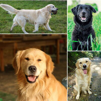 Majestic Soothing Doggies - Relaxation Music For Dogs