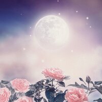 Night Flowers - Night Sky
