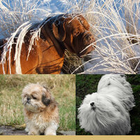 Background for Sleeping Dog - Dogs at Home