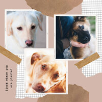 Paradise Like (Music) - Relaxation Music For Dogs