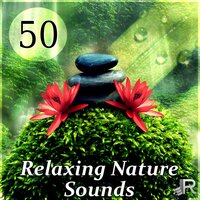 Healing Massage Music - Calming Music Sanctuary
