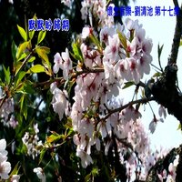 愛染夜曲 - Qing Chi Liu