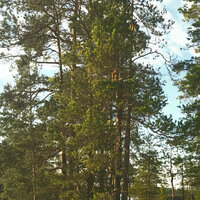 FI3AC2140100 - Aleksi Perala