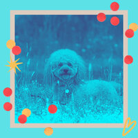 Sumptuous Ambiance for Doggy Wellness - Sleeping Music For Dogs