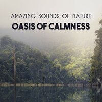 Find the Light In Meditation (Crackling Fire) - Nature Music Sanctuary