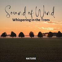 Whooshed Flow - Meditation Music For Relaxation & Forest Sounds & Meditation Awareness