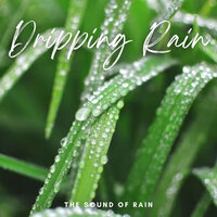 Gloomy Night - Rain Sound Studio & Rain Sounds & White Noise & Lightning & Thunder and Rain Storm