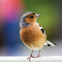 Happy Garden Bird Sounds - Bird Sounds