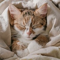 Ritmos Tranquilos Para Gatos - Puros ritmos binaurales & Canciones Suaves para Gatitos & Tecnología ambiental