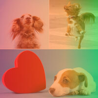 Background for Treating Dox Anxiety - Dog Calming Music