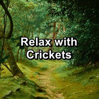 Relax with Crickets in the Night to Repeat - Nature Sounds Nature Music