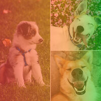 Cheerful Ambiance for Resting After Walks - Music for Calming Dogs