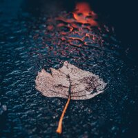 Crepúsculo Afuera - Cascada de Lluvia & Sonidos de la Naturaleza Relax & Maestros de música de la meditación