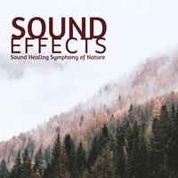 Blue Birds - Calming Music Academy