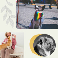 Trio Jazz Soundtrack for Anxious Pups - Relaxation Music For Dogs