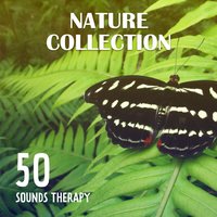 Ambient Music (Iceland Shore) - Nature Collection