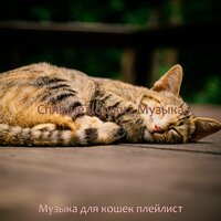 Впечатление (Милые кошки) - Музыка для кошек