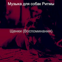 Созерцая (Выгул собак) - Музыка для собак Ритмы