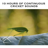 Cricket Sounds, Pt. 01 (Continuous No Gaps) - White Noise Radiance & Cricket Sounds