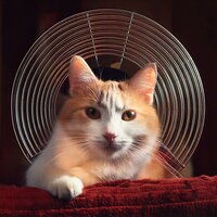 Peaceful Pet Notes - Soft Lofi Music & Music for Pets Beats & Chic Music for Pets