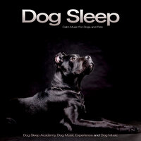 Running In Dreams - Dog Sleep Academy & Dog Music Experience & Dog Music