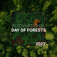 Morning Dew in the Forest - Calm Music Zone & Nature Collection & Escape to Relax Paradise Zone