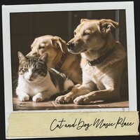 Lullabies from the Moonlight - Dog Relaxation & Music For Cats & Amazing Spa Music