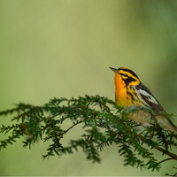 Forest Chirp - Nature Vibrations & Relaxing Music Ox & Sleep Music Guys