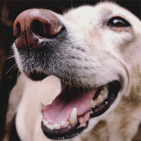 A Full Night's Sleep - Sleep Music For Dogs & Sleeping Music For Dogs & Music for Leaving Dogs Home Alone
