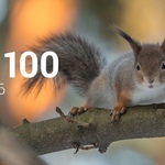 Топ 100 Muzmo ноябрь 2016