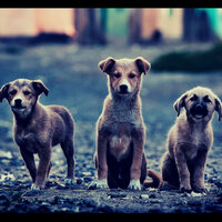 Trio Jazz Soundtrack for Relaxed Dogs - Dog Music Hour