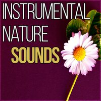 Zen Dreams - Gentle Instrumental Music Paradise