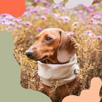 Hip Tenor Saxophone Solo - Vibe for Dog Therapy - Dog Music Therapy