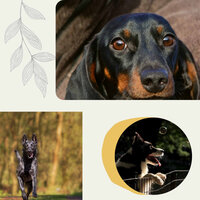 Fun Moods for Calmed Puppies - Chill My Pooch