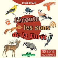 Grive musicienne - Chiff-Chaff